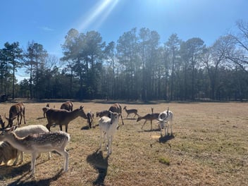 Exotic deer free-roaming at Troop Ranch.